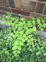 Gymnocladus dioicus