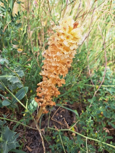 Image of Orobanche amethystea by (c) Abdenour Kheloufi, some rights reserved (CC BY)