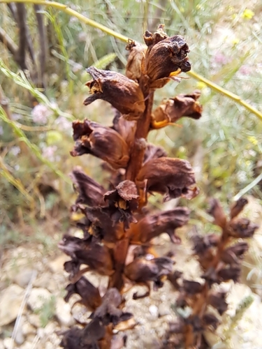 Image of Orobanche variegata by (c) Abdenour Kheloufi, some rights reserved (CC BY)