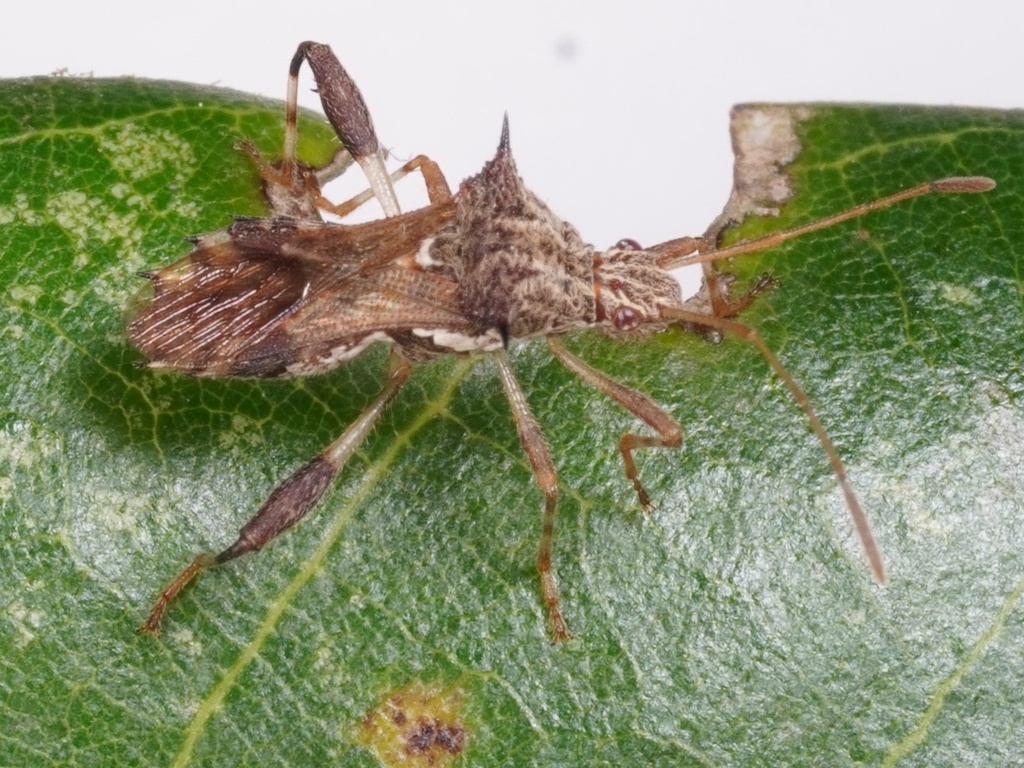 Clavigralla gibbosa