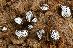 Poronia erici