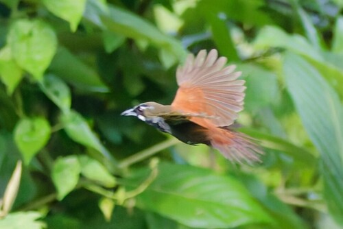 Black-throated Babbler
