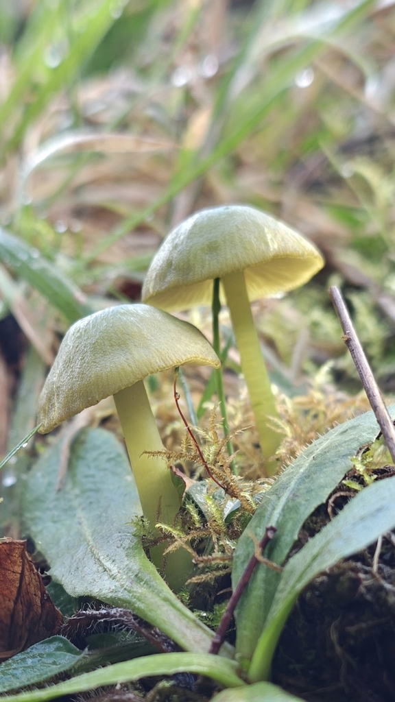 Entoloma necopinatum · May 2025 · photo: © eduv (iNaturalist, cc-by)