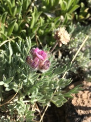 Astragalus austiniae