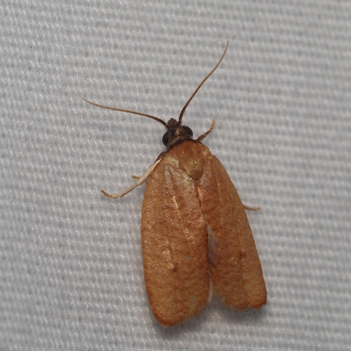 Sparganothis demissana photo 4