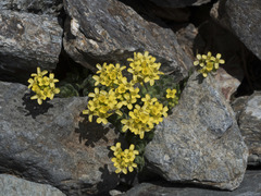 Draba lemmonii