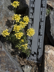 Draba lemmonii