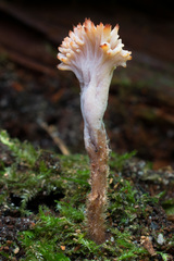 Clavulina castaneipes