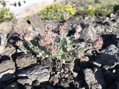 Astragalus austiniae