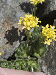 Draba lemmonii
