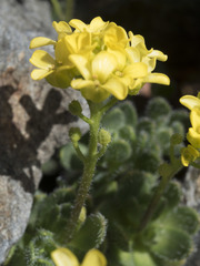 Draba lemmonii