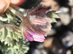Astragalus austiniae