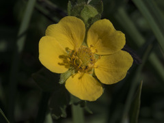 Potentilla flabellifolia
