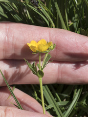 Potentilla flabellifolia