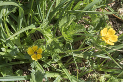 Potentilla flabellifolia