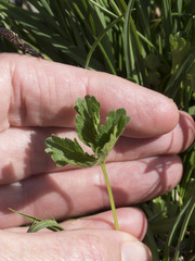 Potentilla flabellifolia