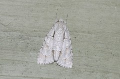Acronicta laetifica