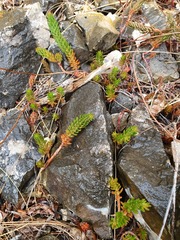 Petrosedum ochroleucum