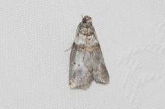 Acrobasis caryae