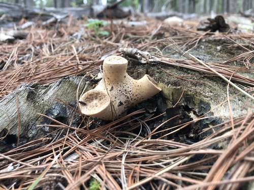 Dryad's Saddle