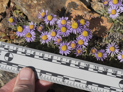 Erigeron pygmaeus