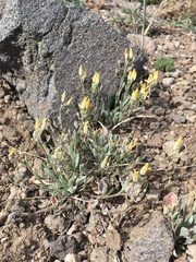 Physaria occidentalis occidentalis
