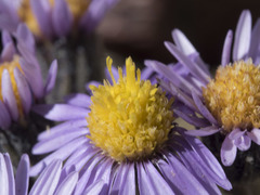 Erigeron pygmaeus