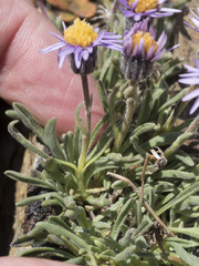 Erigeron pygmaeus