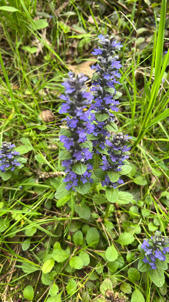 carpet bugle