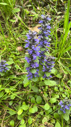 carpet bugle