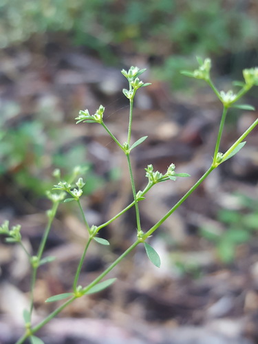 Baldwin's nailwort (Paronychia baldwinii)
