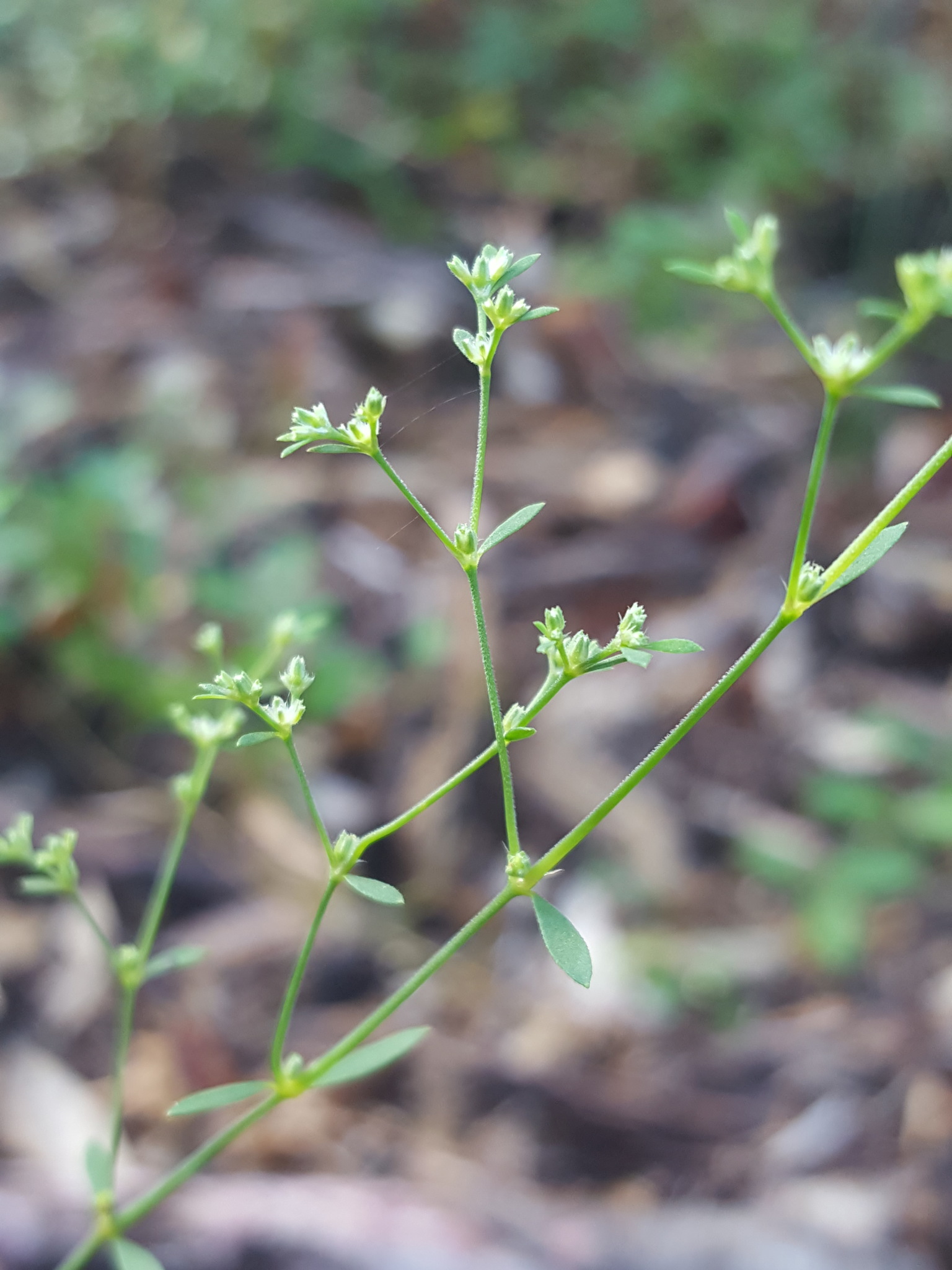 Paronychia baldwinii