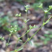 Paronychia baldwinii - Photo (c) Alex Abair, algunos derechos reservados (CC BY-NC), subido por Alex Abair