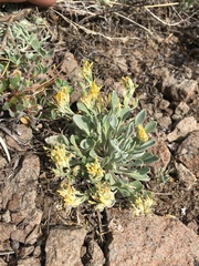 Physaria occidentalis occidentalis