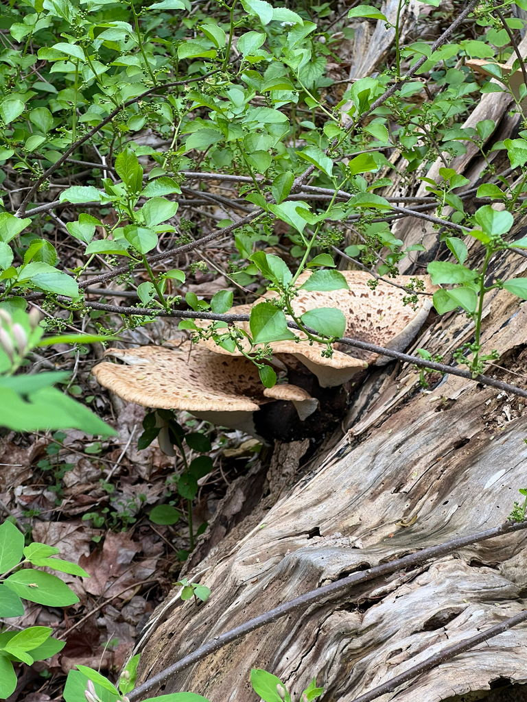 Dryad's Saddle