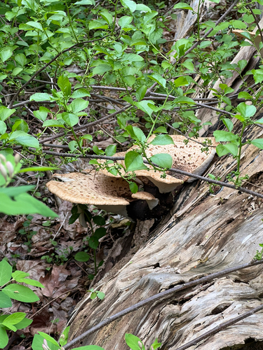 Dryad's Saddle