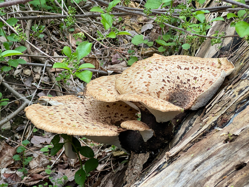 Dryad's Saddle