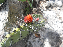 Opuntia stenopetala