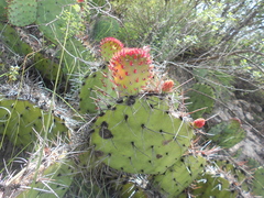Opuntia stenopetala