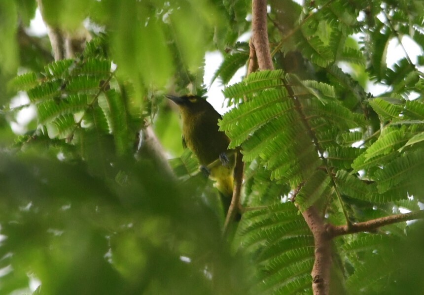 Green Iora (Aegithina viridissima)