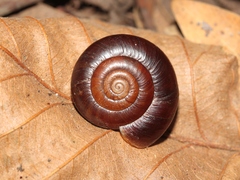 Glyptostoma gabrielense