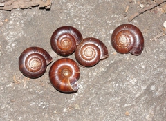 Glyptostoma gabrielense