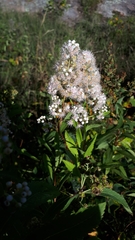 Spiraea alba alba