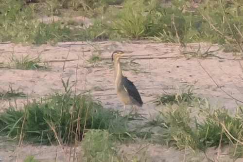 Little Heron
