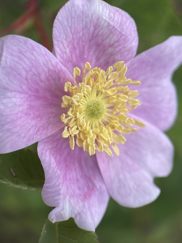 iNaturalist observation photo of California Wild Rose