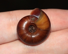 Glyptostoma gabrielense