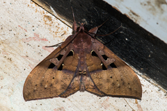 Ischyja