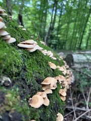 Fungi