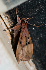 Ischyja