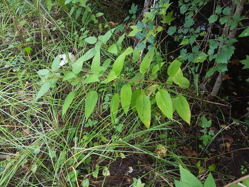 Boehmeria cylindrica image